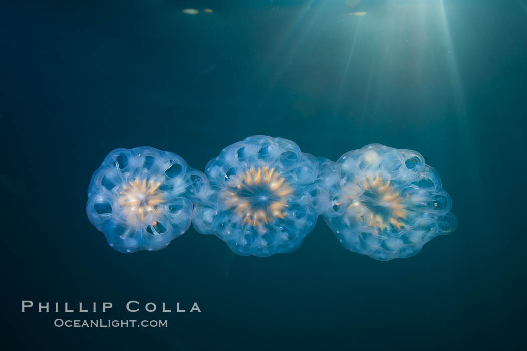 Colonial planktonic pelagic tunicate, adrift in the open ocean, forms rings and chains as it drifts with ocean currents. San Diego, California, USA, Cyclosalpa affinis, natural history stock photograph, photo id 26823