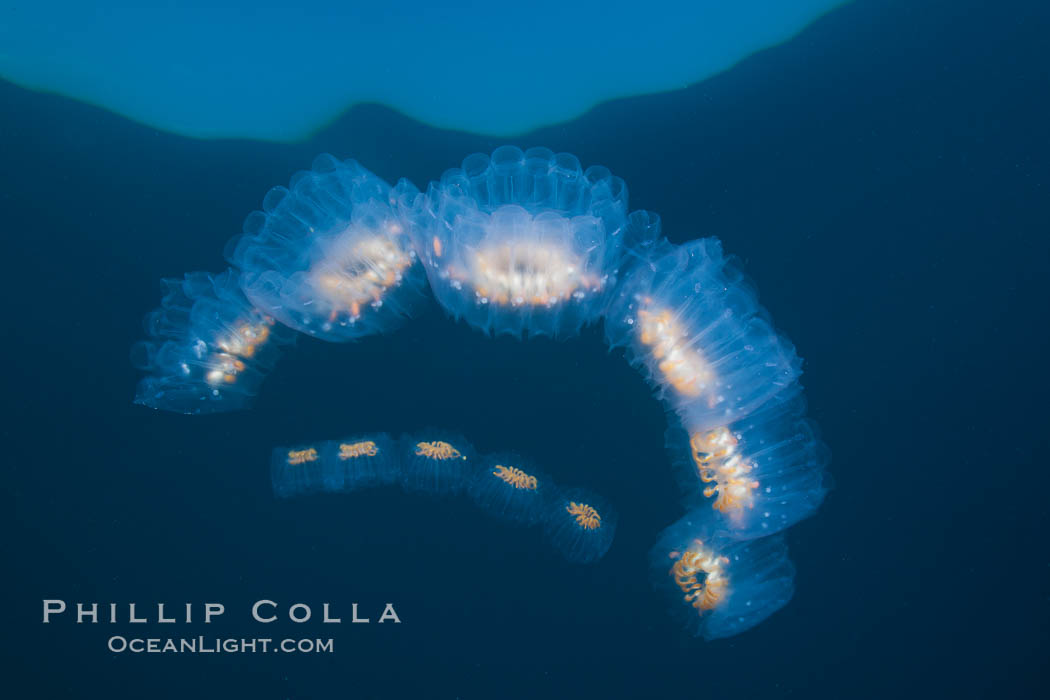 Colonial planktonic pelagic tunicate, adrift in the open ocean, forms rings and chains as it drifts with ocean currents. San Diego, California, USA, Cyclosalpa affinis, natural history stock photograph, photo id 26831