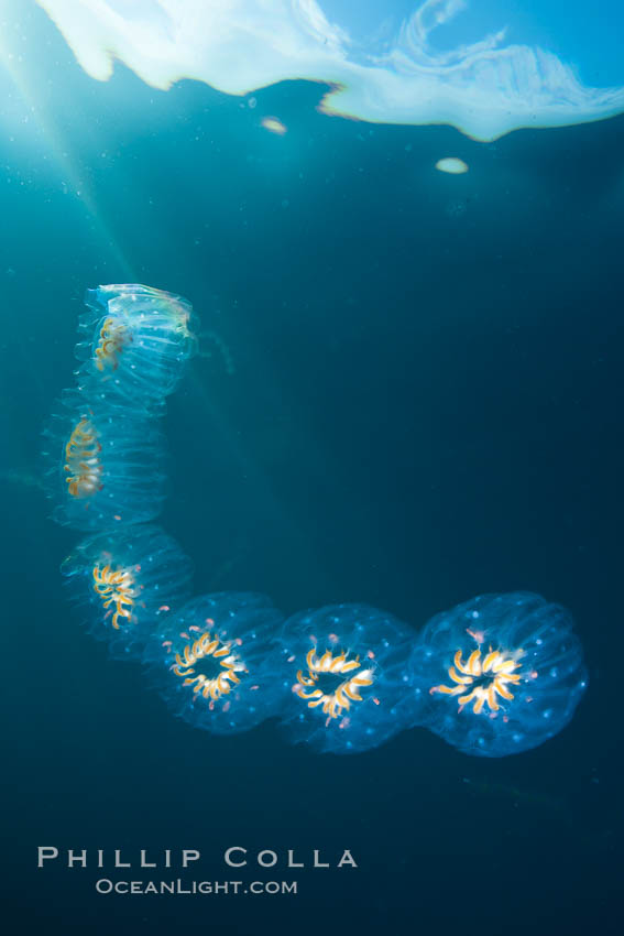 Colonial planktonic pelagic tunicate, adrift in the open ocean, forms rings and chains as it drifts with ocean currents. San Diego, California, USA, Cyclosalpa affinis, natural history stock photograph, photo id 26835