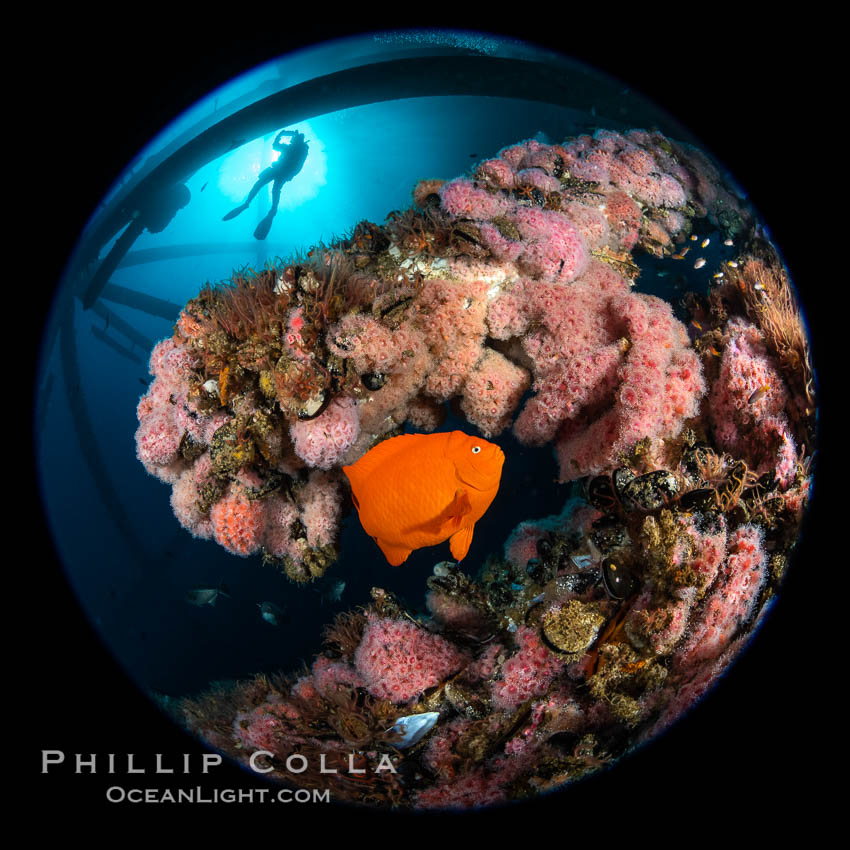 Oil Rig Ellen and Elly with invertebrate life growing on it and fish swimming around. Long Beach, California, USA, Corynactis californica, natural history stock photograph, photo id 34654