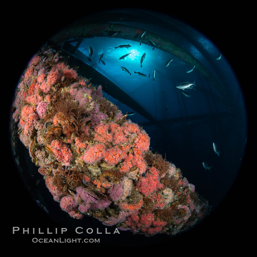 Oil Rig Ellen and Elly with invertebrate life growing on it and fish swimming around. Long Beach, California, USA, Corynactis californica, natural history stock photograph, photo id 34656