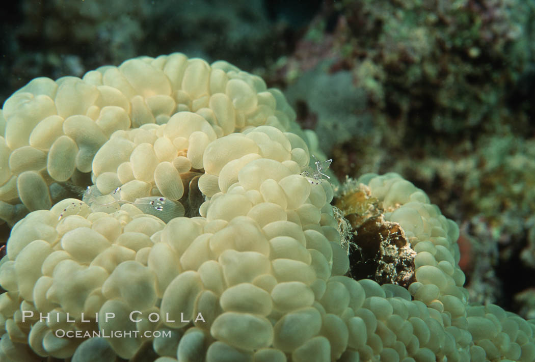 Bubble coral, Northern Red Sea. Egyptian Red Sea, Plerogyra sinuosa, natural history stock photograph, photo id 05294