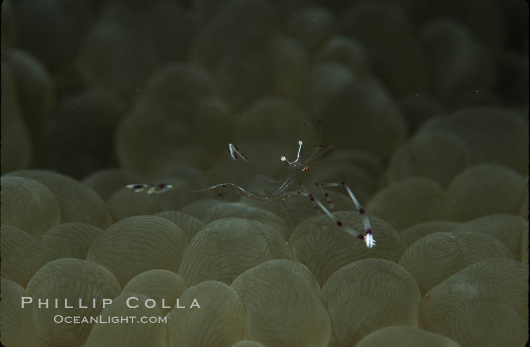 Unidentified marine shrimp on bubble coral, Northern Red Sea. Egyptian Red Sea, Plerogyra sinuosa, natural history stock photograph, photo id 04828