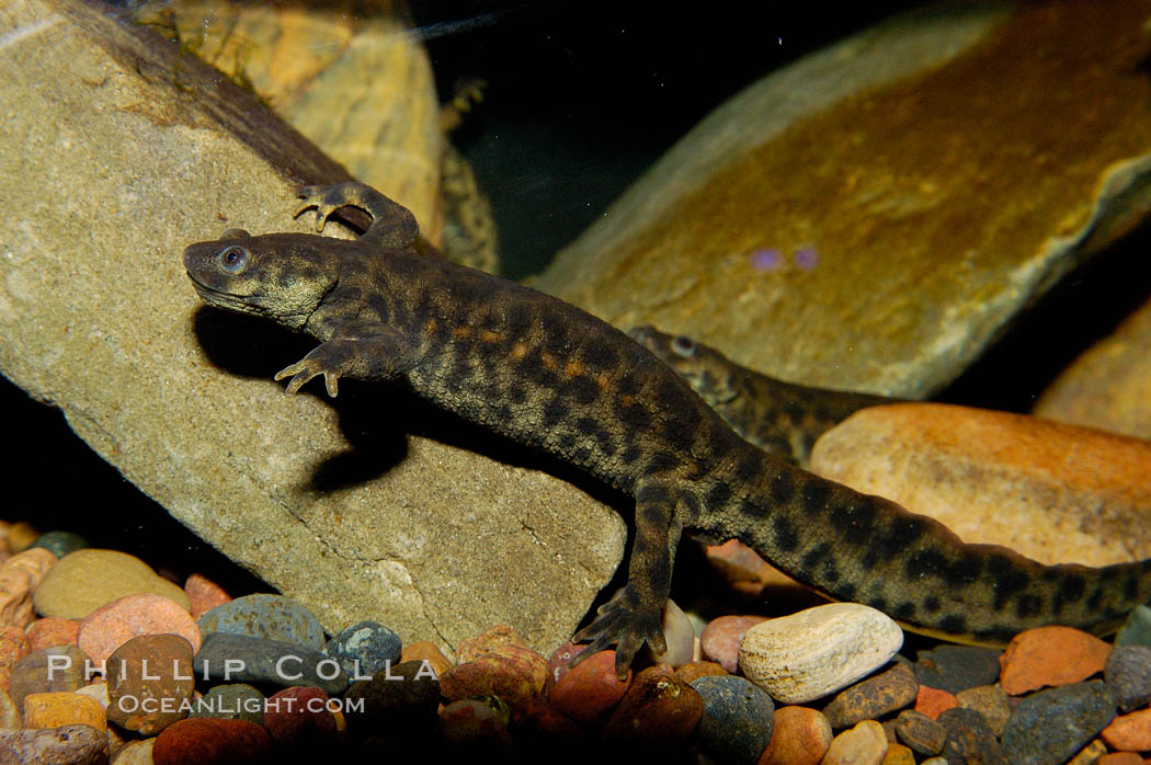 Spanish ribbed newt, native to Spain, Portugal and Morocco., Pleurodeles waltl, natural history stock photograph, photo id 09787