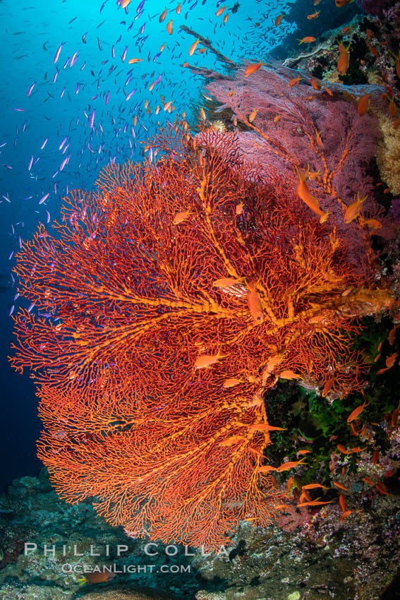 Plexauridae sea fan or gorgonian on coral reef. This gorgonian is a type of colonial alcyonacea soft coral that filters plankton from passing ocean currents. Vatu I Ra Passage, Bligh Waters, Viti Levu Island, Fiji, Gorgonacea, natural history stock photograph, photo id 35039