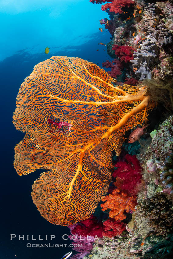 Plexauridae sea fan or gorgonian on coral reef. This gorgonian is a type of colonial alcyonacea soft coral that filters plankton from passing ocean currents. Gau Island, Lomaiviti Archipelago, Fiji, Gorgonacea, natural history stock photograph, photo id 34797