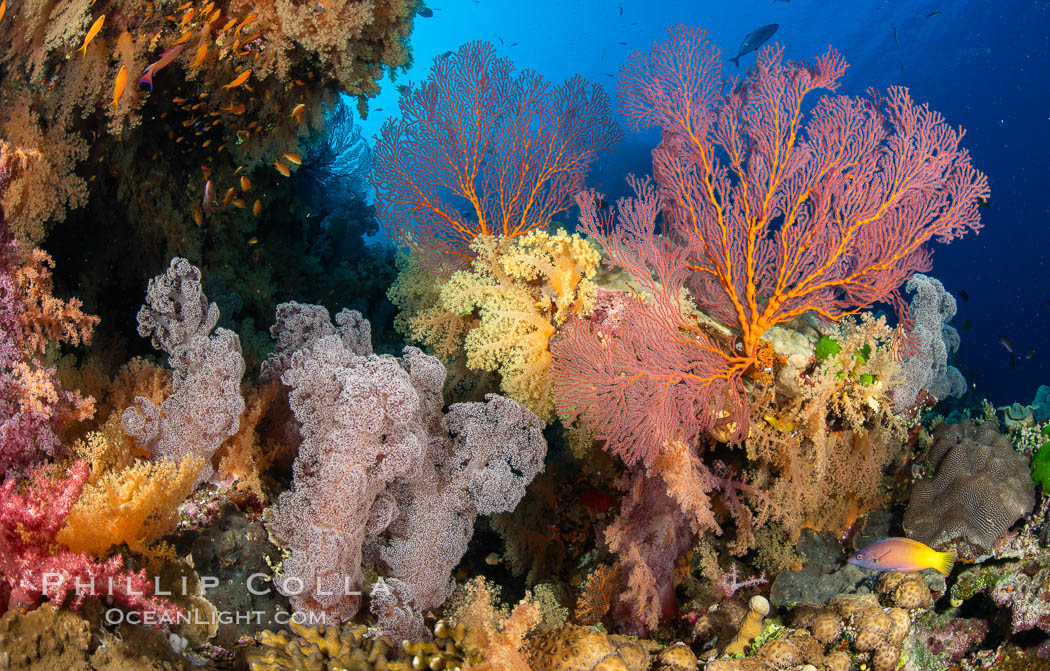 Beautiful South Pacific coral reef, with Plexauridae sea fans, schooling anthias fish and colorful dendronephthya soft corals, Fiji., Dendronephthya, Gorgonacea, Pseudanthias, natural history stock photograph, photo id 34850