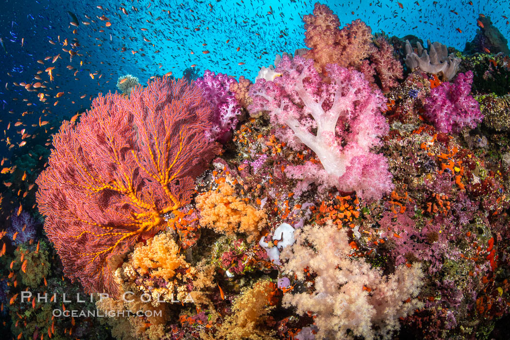 Beautiful South Pacific coral reef, with Plexauridae sea fans, schooling anthias fish and colorful dendronephthya soft corals, Fiji. Vatu I Ra Passage, Bligh Waters, Viti Levu Island, Dendronephthya, Gorgonacea, Pseudanthias, natural history stock photograph, photo id 35034