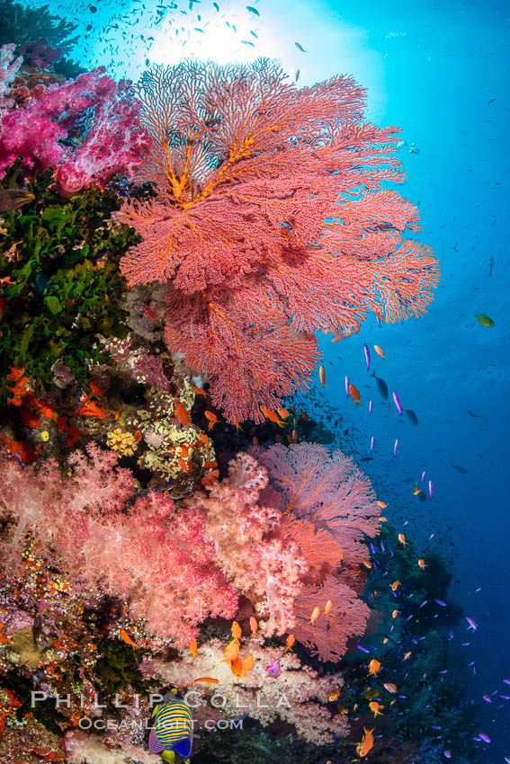 Beautiful South Pacific coral reef, with Plexauridae sea fans, schooling anthias fish and colorful dendronephthya soft corals, Fiji, Dendronephthya, Gorgonacea, Pseudanthias