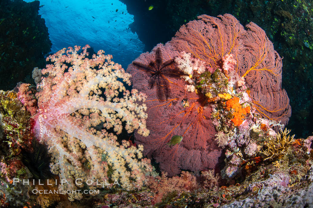Beautiful South Pacific coral reef, with Plexauridae sea fans, schooling anthias fish and colorful dendronephthya soft corals, Fiji. Vatu I Ra Passage, Bligh Waters, Viti Levu Island, Dendronephthya, Gorgonacea, Pseudanthias, natural history stock photograph, photo id 34828