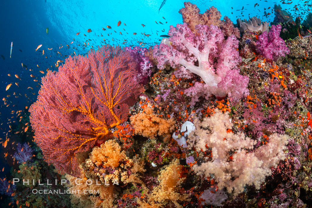 Beautiful South Pacific coral reef, with Plexauridae sea fans, schooling anthias fish and colorful dendronephthya soft corals, Fiji. Vatu I Ra Passage, Bligh Waters, Viti Levu Island, Dendronephthya, Gorgonacea, Pseudanthias, natural history stock photograph, photo id 34972
