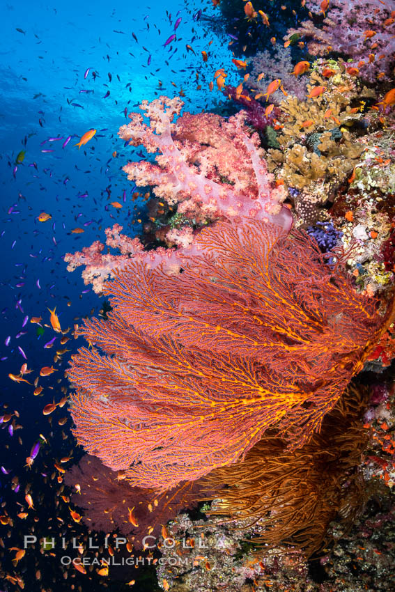Beautiful South Pacific coral reef, with Plexauridae sea fans, schooling anthias fish and colorful dendronephthya soft corals, Fiji. Vatu I Ra Passage, Bligh Waters, Viti Levu Island, Dendronephthya, Gorgonacea, Pseudanthias, natural history stock photograph, photo id 34980