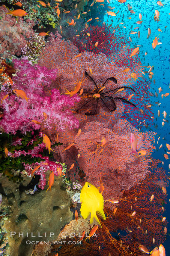 Beautiful South Pacific coral reef, with Plexauridae sea fans, schooling anthias fish and colorful dendronephthya soft corals, Fiji., Dendronephthya, Gorgonacea, Pseudanthias, natural history stock photograph, photo id 34807