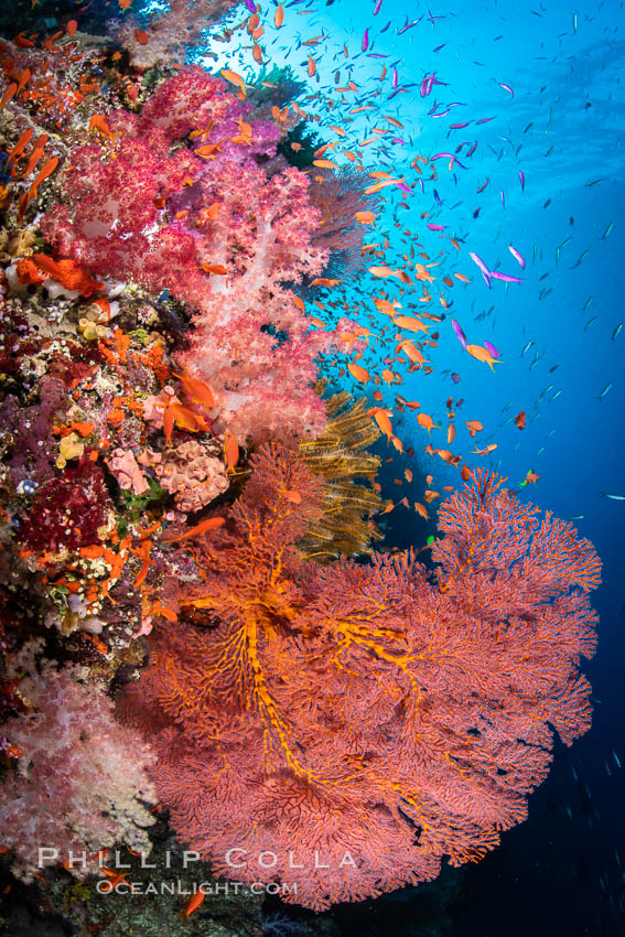 Beautiful South Pacific coral reef, with Plexauridae sea fans, schooling anthias fish and colorful dendronephthya soft corals, Fiji. Vatu I Ra Passage, Bligh Waters, Viti Levu Island, Dendronephthya, Gorgonacea, Pseudanthias, natural history stock photograph, photo id 34979