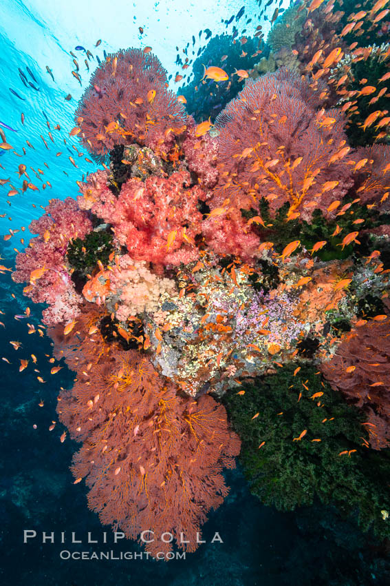 Beautiful South Pacific coral reef, with Plexauridae sea fans, schooling anthias fish and colorful dendronephthya soft corals, Fiji., Dendronephthya, Gorgonacea, Pseudanthias, natural history stock photograph, photo id 34765