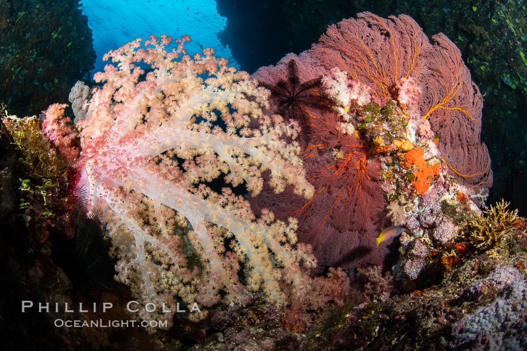 Beautiful South Pacific coral reef, with Plexauridae sea fans, schooling anthias fish and colorful dendronephthya soft corals, Fiji. Vatu I Ra Passage, Bligh Waters, Viti Levu Island, Dendronephthya, Gorgonacea, Pseudanthias, natural history stock photograph, photo id 34969