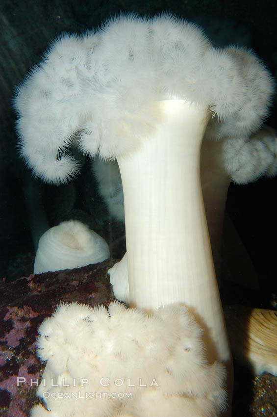 Giant plumose anemone., Metridium farcimen, natural history stock photograph, photo id 09014