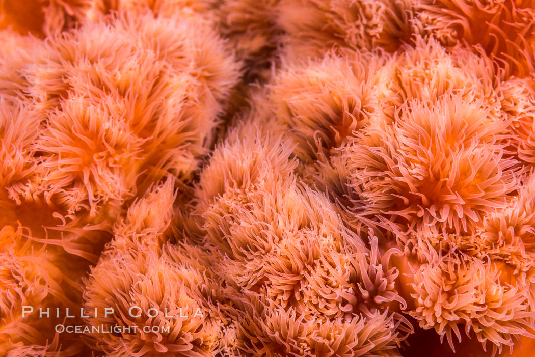 Plumose Anemone, Metridium senile, Hornby Island, British Columbia. Canada, Metridium senile, natural history stock photograph, photo id 32816