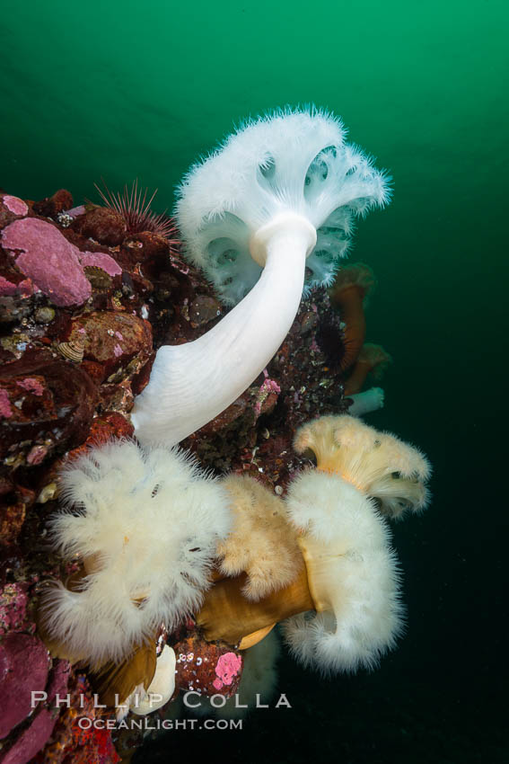Plumose Anemone, Metridium farcimen, Hornby Island, British Columbia, Metridium farcimen Plumose Anemone, Metridium farcimen, Hornby Island, British Columbia, Metridium farcimen