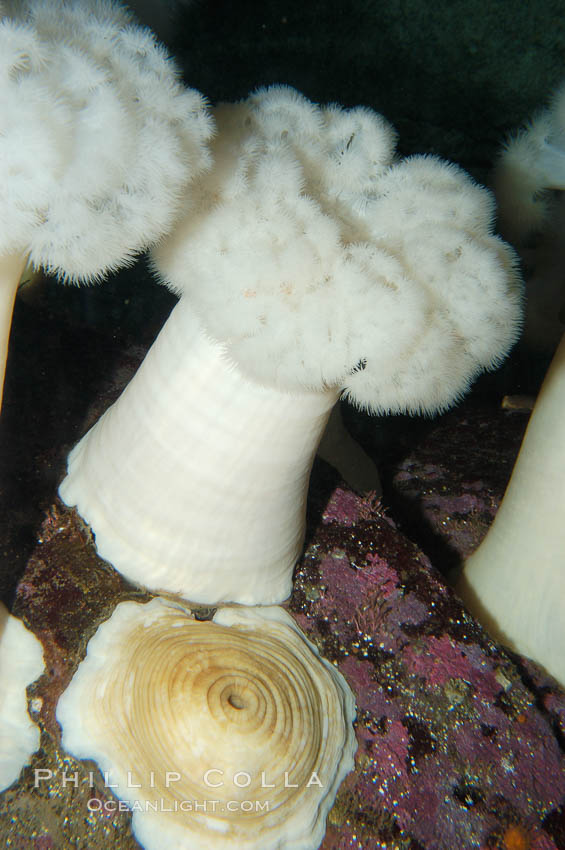 Giant plumose anemone., Metridium farcimen, natural history stock photograph, photo id 09015