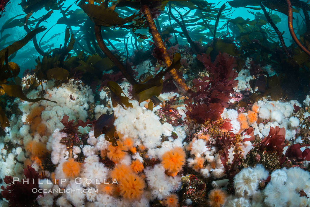 Plumose anemones and Bull Kelp on British Columbia marine reef, Browning Pass, Vancouver Island, Canada., Metridium senile, Nereocystis luetkeana, natural history stock photograph, photo id 34349