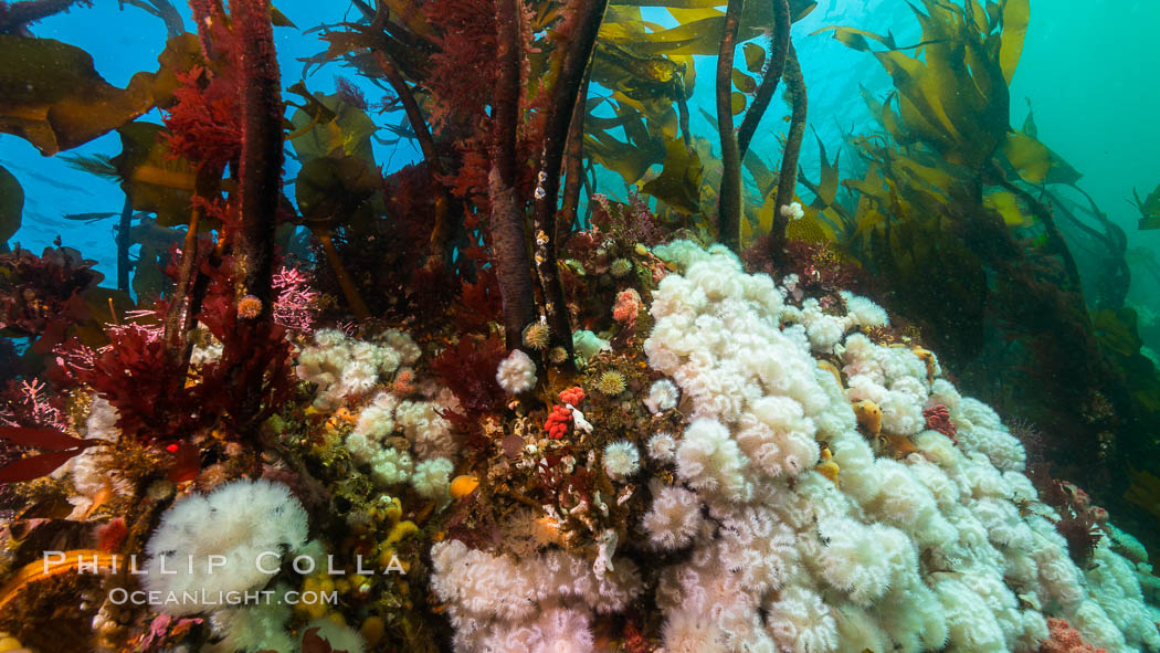 Plumose anemones and Bull Kelp on British Columbia marine reef, Browning Pass, Vancouver Island, Canada., Metridium senile, Nereocystis luetkeana, natural history stock photograph, photo id 34385