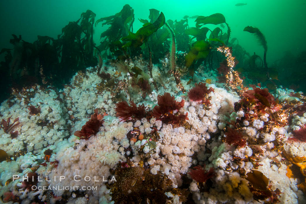 Plumose anemones and Bull Kelp on British Columbia marine reef, Browning Pass, Vancouver Island, Canada., Metridium senile, Nereocystis luetkeana, natural history stock photograph, photo id 34445