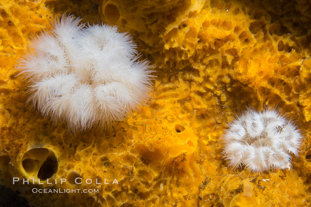 White Plumose anemones Metridium senile and Yellow Sulphur Sponge, Vancouver Island, Metridium senile