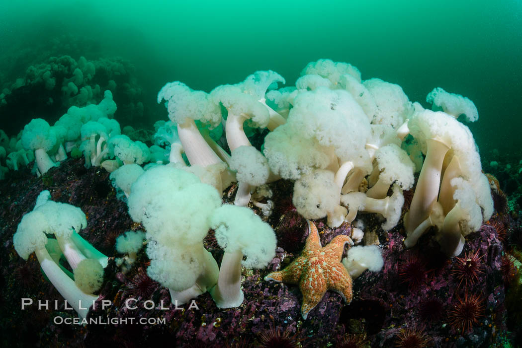 Giant Plumose Anemones cover underwater reef, Browning Pass, northern Vancouver Island, Canada, Metridium farcimen