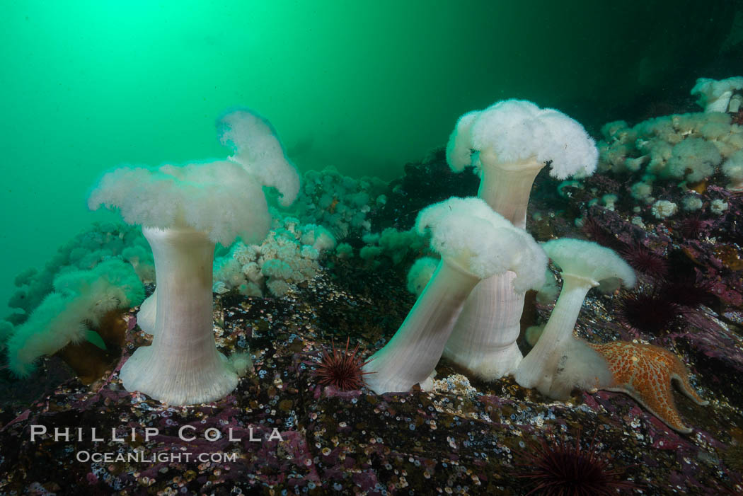 Giant Plumose Anemones cover underwater reef, Browning Pass, northern Vancouver Island, Canada. British Columbia, Metridium farcimen, natural history stock photograph, photo id 34442