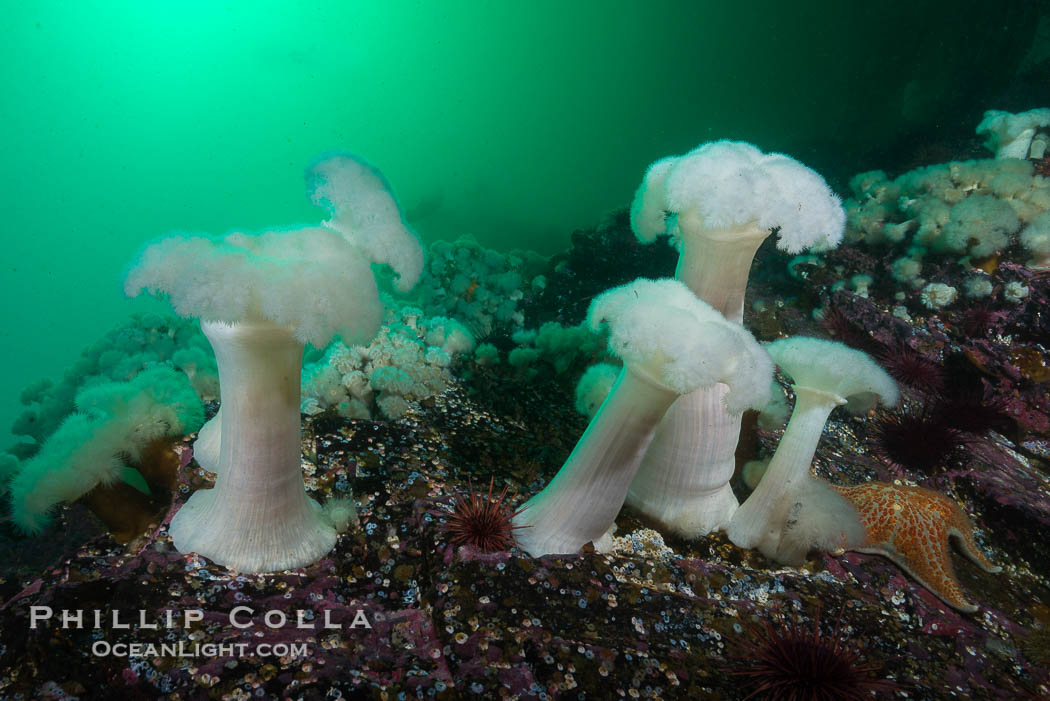 Giant Plumose Anemones cover underwater reef, Browning Pass, northern Vancouver Island, Canada., Metridium farcimen, natural history stock photograph, photo id 34442