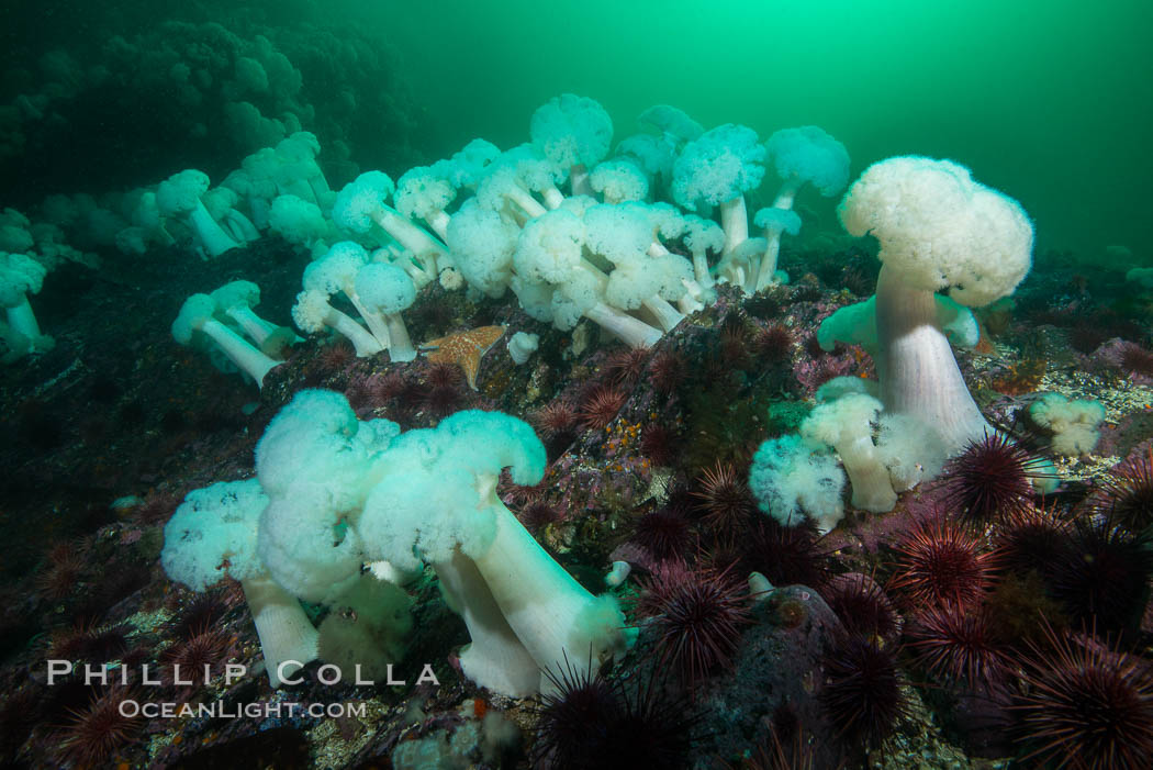 Giant Plumose Anemones cover underwater reef, Browning Pass, northern Vancouver Island, Canada. British Columbia, Metridium farcimen, natural history stock photograph, photo id 34344