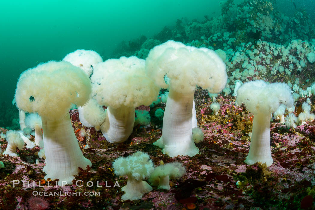Giant Plumose Anemones cover underwater reef, Browning Pass, northern Vancouver Island, Canada. British Columbia, Metridium farcimen, natural history stock photograph, photo id 34376