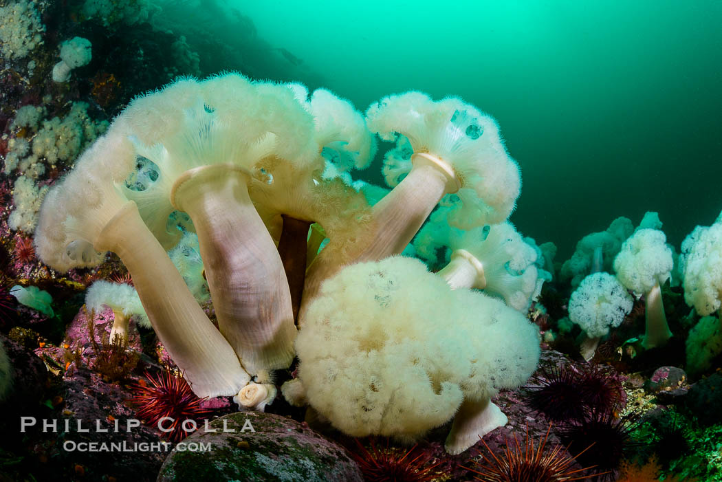 Giant Plumose Anemones cover underwater reef, Browning Pass, northern Vancouver Island, Canada., Metridium farcimen, natural history stock photograph, photo id 34428