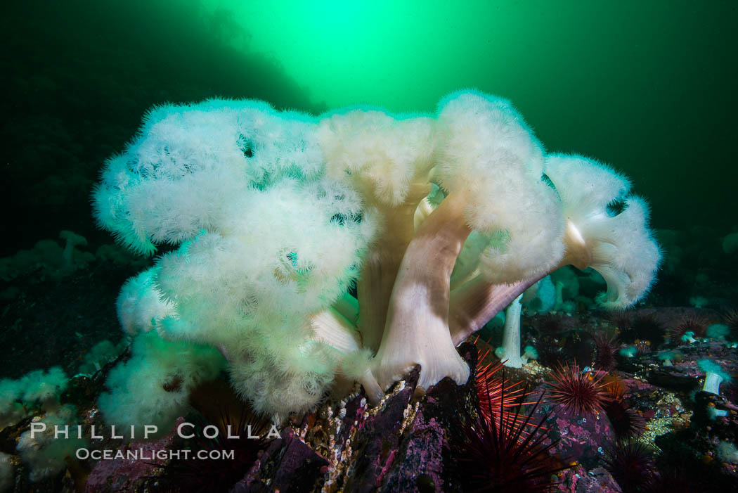 Giant Plumose Anemones cover underwater reef, Browning Pass, northern Vancouver Island, Canada. British Columbia, Metridium farcimen, natural history stock photograph, photo id 34335