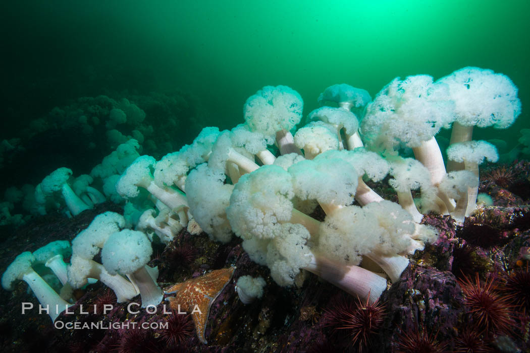 Giant Plumose Anemones cover underwater reef, Browning Pass, northern Vancouver Island, Canada. British Columbia, Metridium farcimen, natural history stock photograph, photo id 34443