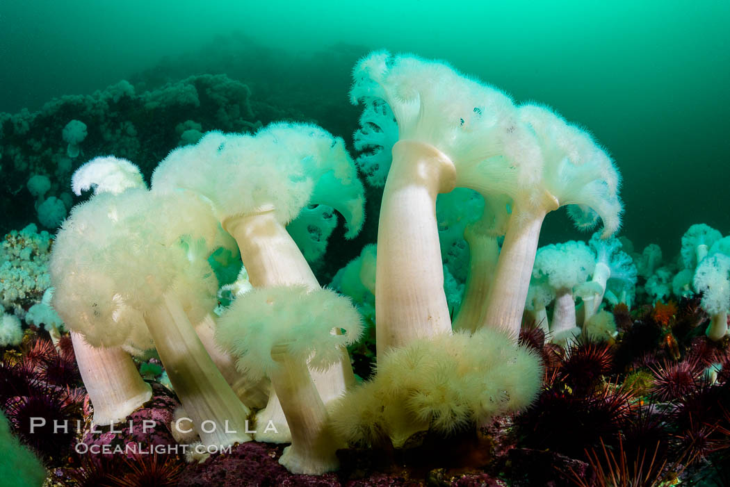 Giant Plumose Anemones cover underwater reef, Browning Pass, northern Vancouver Island, Canada. British Columbia, Metridium farcimen, natural history stock photograph, photo id 34373