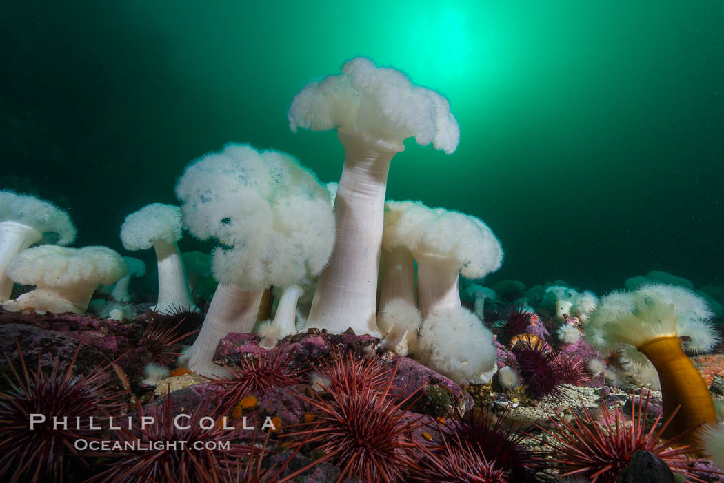 Giant Plumose Anemones cover underwater reef, Browning Pass, northern Vancouver Island, Canada, Metridium farcimen