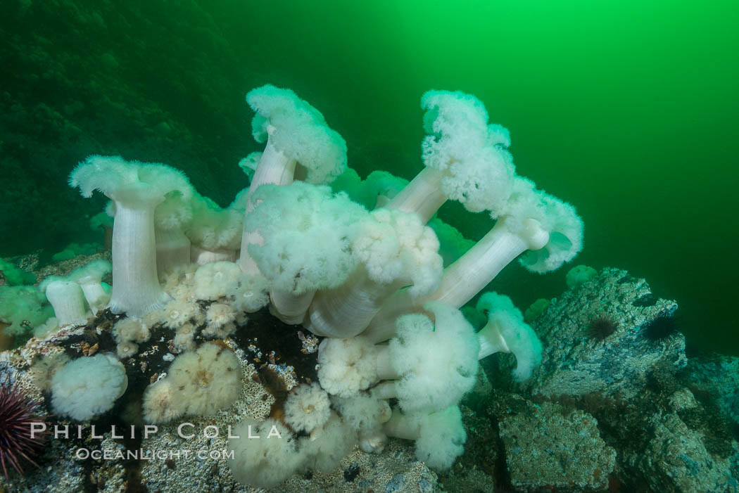 Giant Plumose Anemones cover underwater reef, Browning Pass, northern Vancouver Island, Canada. British Columbia, Metridium farcimen, natural history stock photograph, photo id 34393