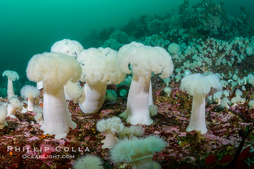 Giant Plumose Anemones cover underwater reef, Browning Pass, northern Vancouver Island, Canada., Metridium farcimen, natural history stock photograph, photo id 34433