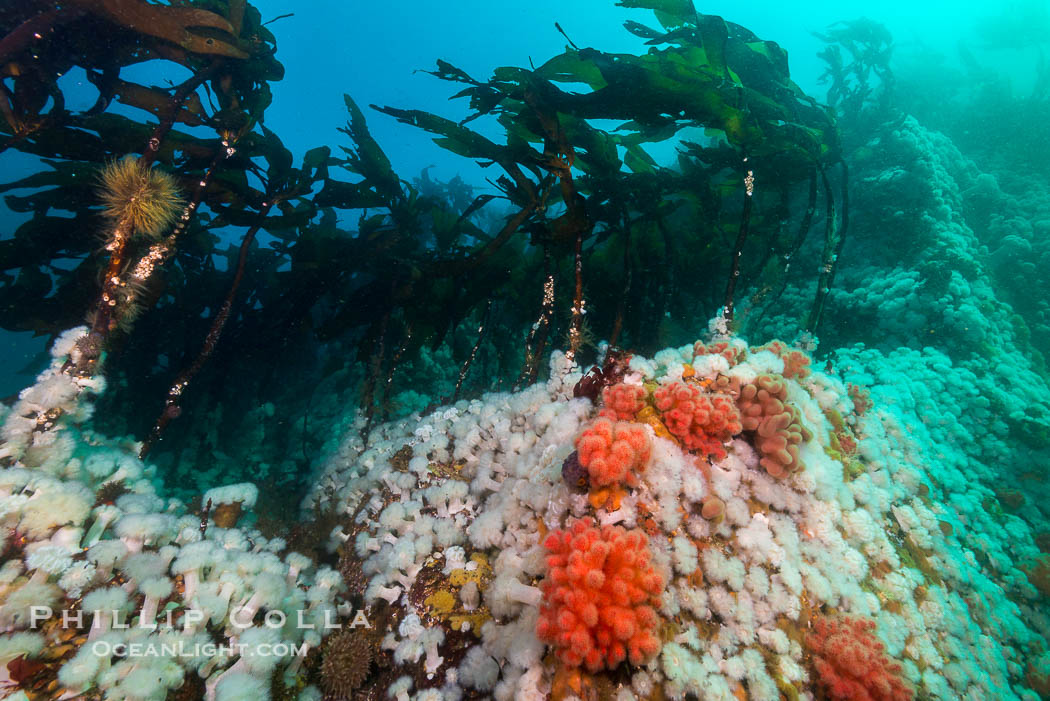 Plumose anemones, bull kelp and pink soft corals,  Browning Pass, Vancouver Island, Canada., Gersemia rubiformis, Metridium senile, Nereocystis luetkeana, natural history stock photograph, photo id 34441