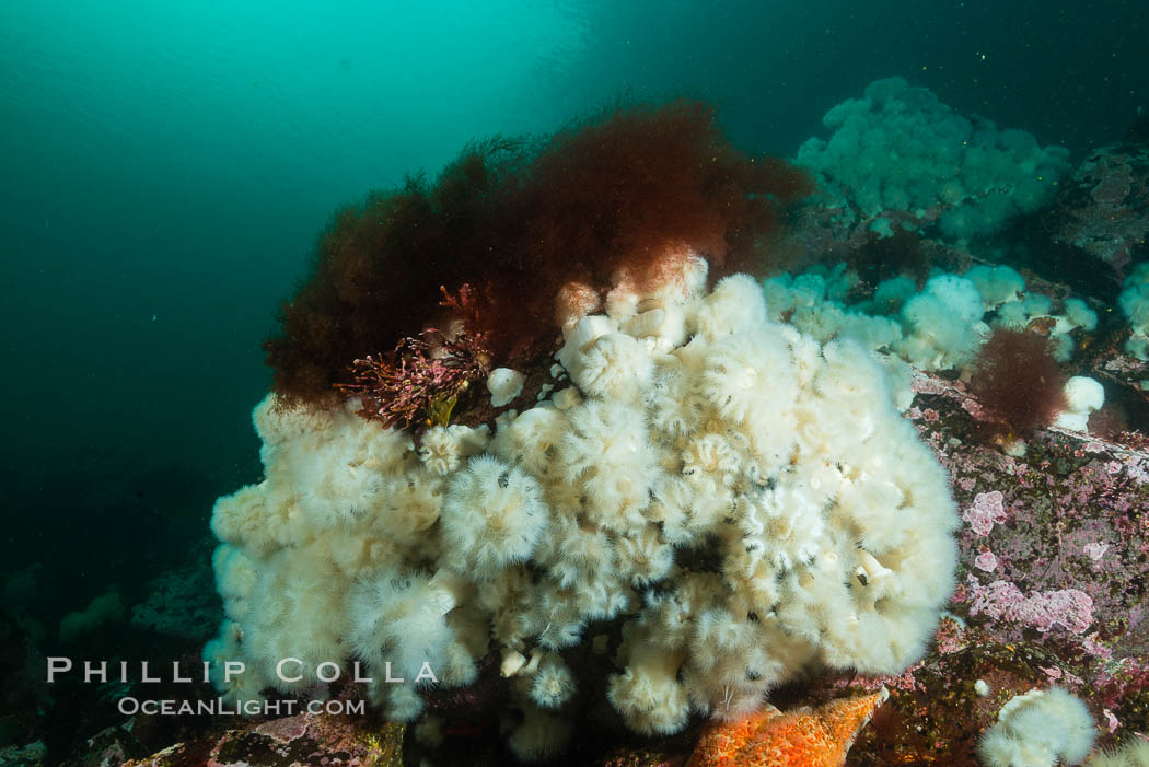 Plumose anemones cover the ocean reef, Browning Pass, Vancouver Island, Canada. British Columbia, Metridium senile, natural history stock photograph, photo id 34462