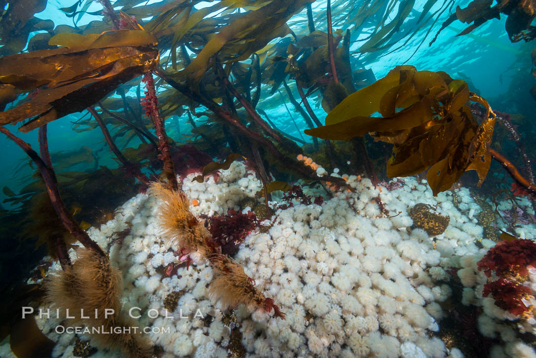 Plumose anemones cover the ocean reef, Browning Pass, Vancouver Island, Canada, Metridium senile, Nereocystis luetkeana