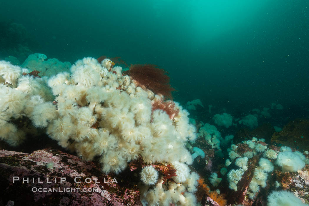Plumose anemones cover the ocean reef, Browning Pass, Vancouver Island, Canada. British Columbia, Metridium senile, natural history stock photograph, photo id 34463