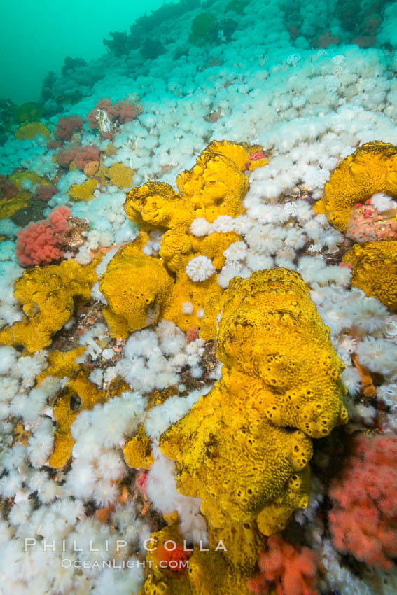 Plumose anemones cover the ocean reef, Browning Pass, Vancouver Island, Canada. British Columbia, Metridium senile, natural history stock photograph, photo id 34453