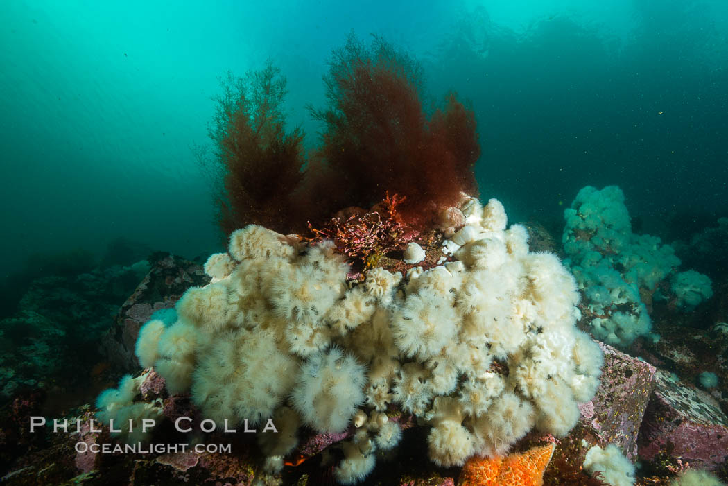 Plumose anemones cover the ocean reef, Browning Pass, Vancouver Island, Canada. British Columbia, Metridium senile, natural history stock photograph, photo id 34457