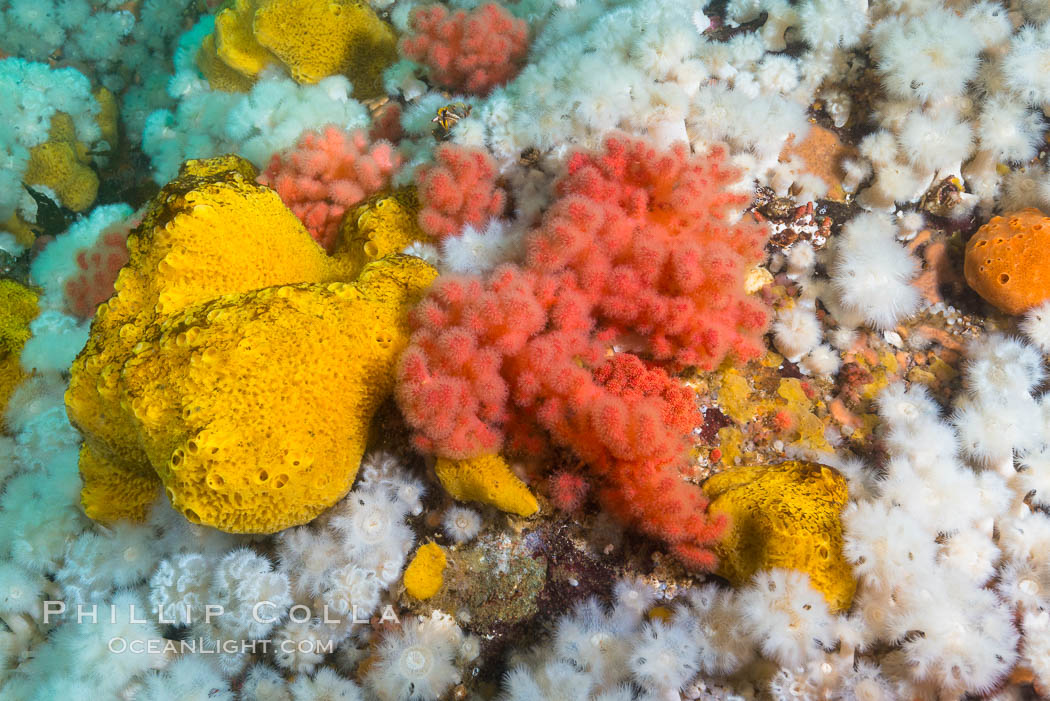 Rich invertebrate life on British Columbia marine reef. Plumose anemones, yellow sulphur sponges and pink soft corals,  Browning Pass, Vancouver Island, Canada., Gersemia rubiformis, Halichondria panicea, Metridium senile, natural history stock photograph, photo id 34452