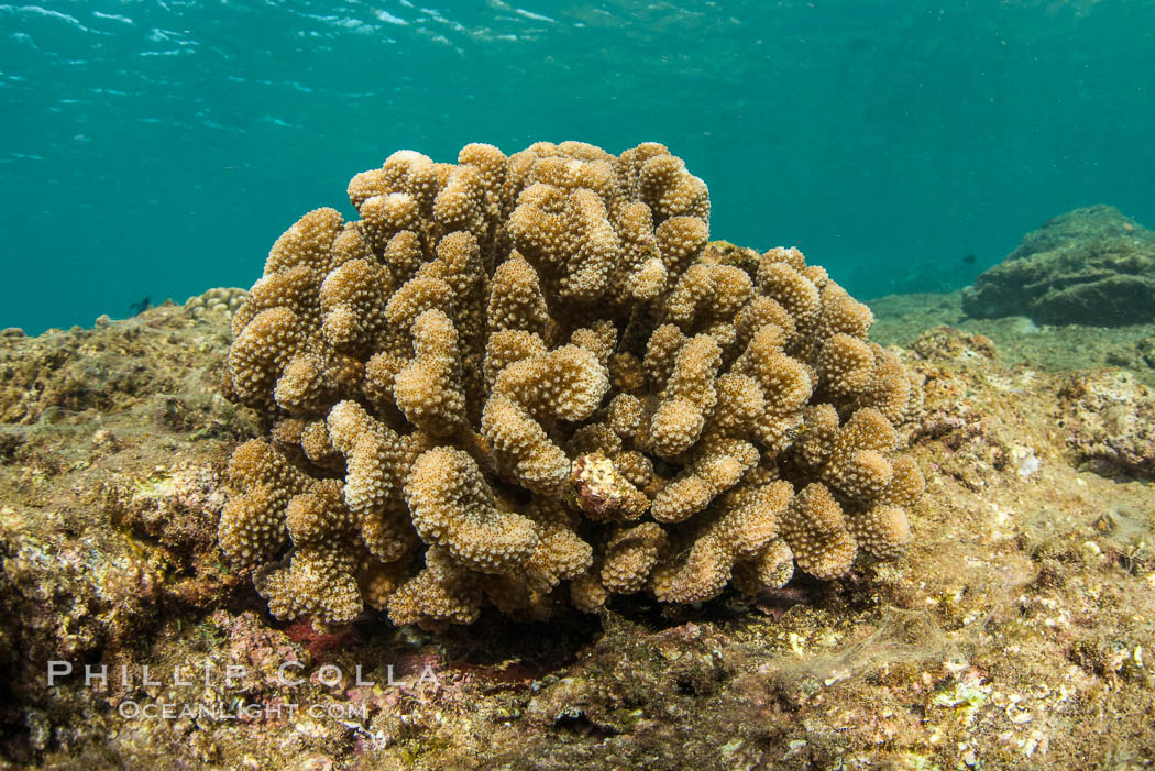 Pocillopora coral head, Napili, Maui, Hawaii. USA, natural history stock photograph, photo id 34519