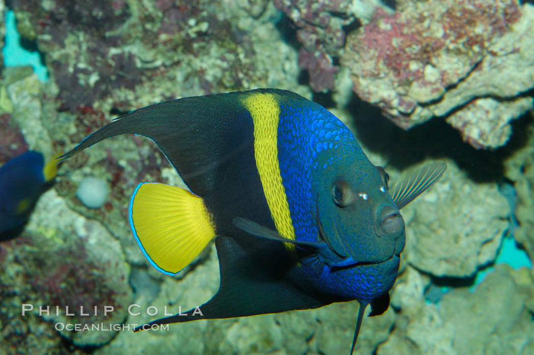 Arabian angelfish., Pomacanthus asfur, natural history stock photograph, photo id 08648