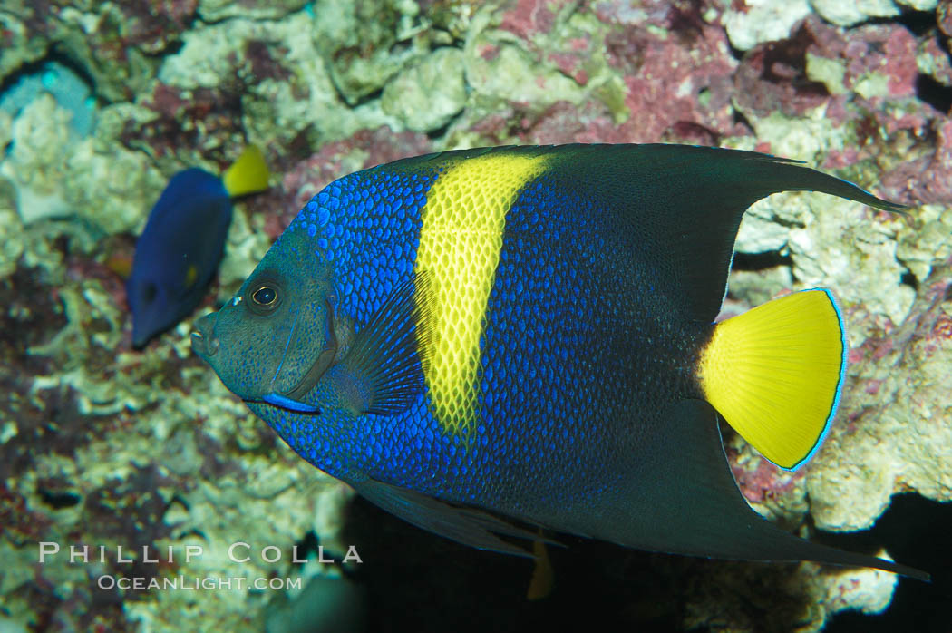 Arabian angelfish., Pomacanthus asfur, natural history stock photograph, photo id 08651